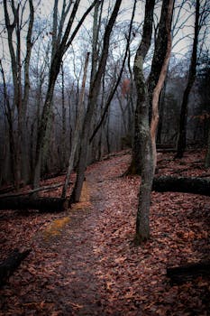 A moody autumn path through a foggy forest, perfect for hiking and exploration.