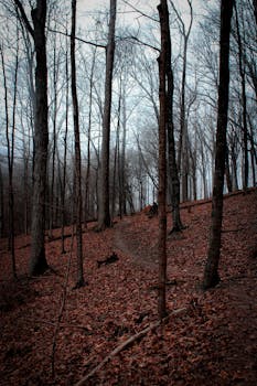 A tranquil moody forest path with fog and fallen leaves in early winter.