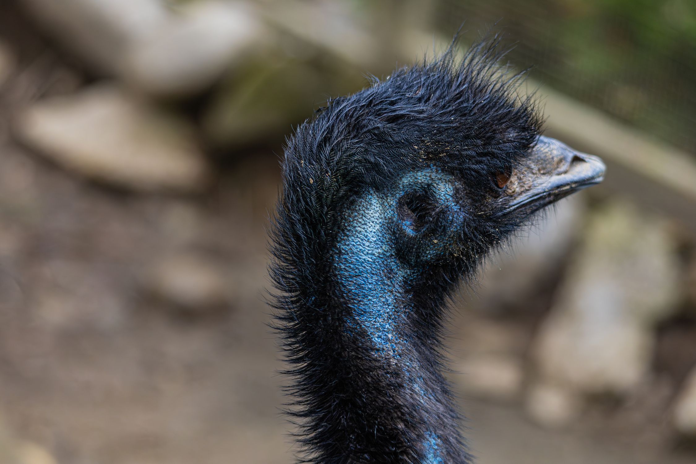 Bluebird Emu Close-Up Profile of an Emu Bird in Nature · Free Stock Photo