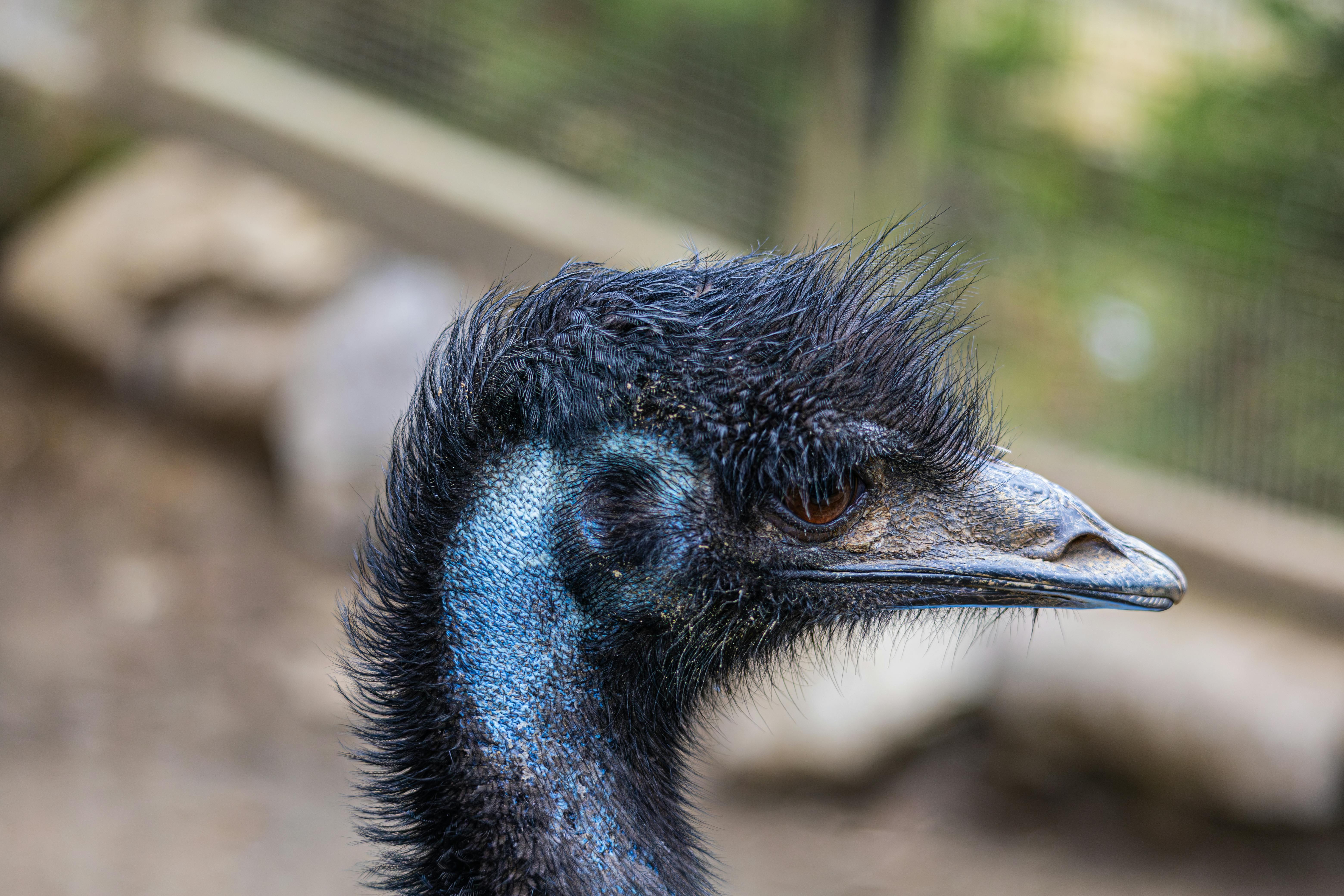 Detailed close-up of an emu showing its texture and features.