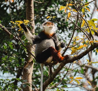 A Red-shanked Douc Langur sits amidst leafy branches, showcasing its vibrant colors.