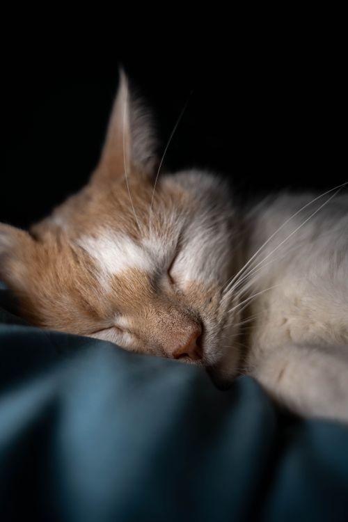 Free Adorable ginger cat peacefully sleeping on a blue blanket in dim light. Stock Photo