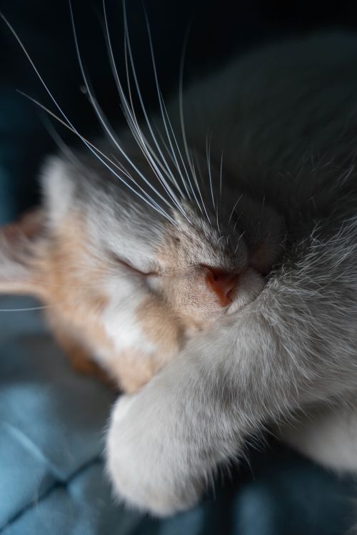 Free A serene close-up of a light-colored cat peacefully sleeping with whiskers prominently in focus. Stock Photo