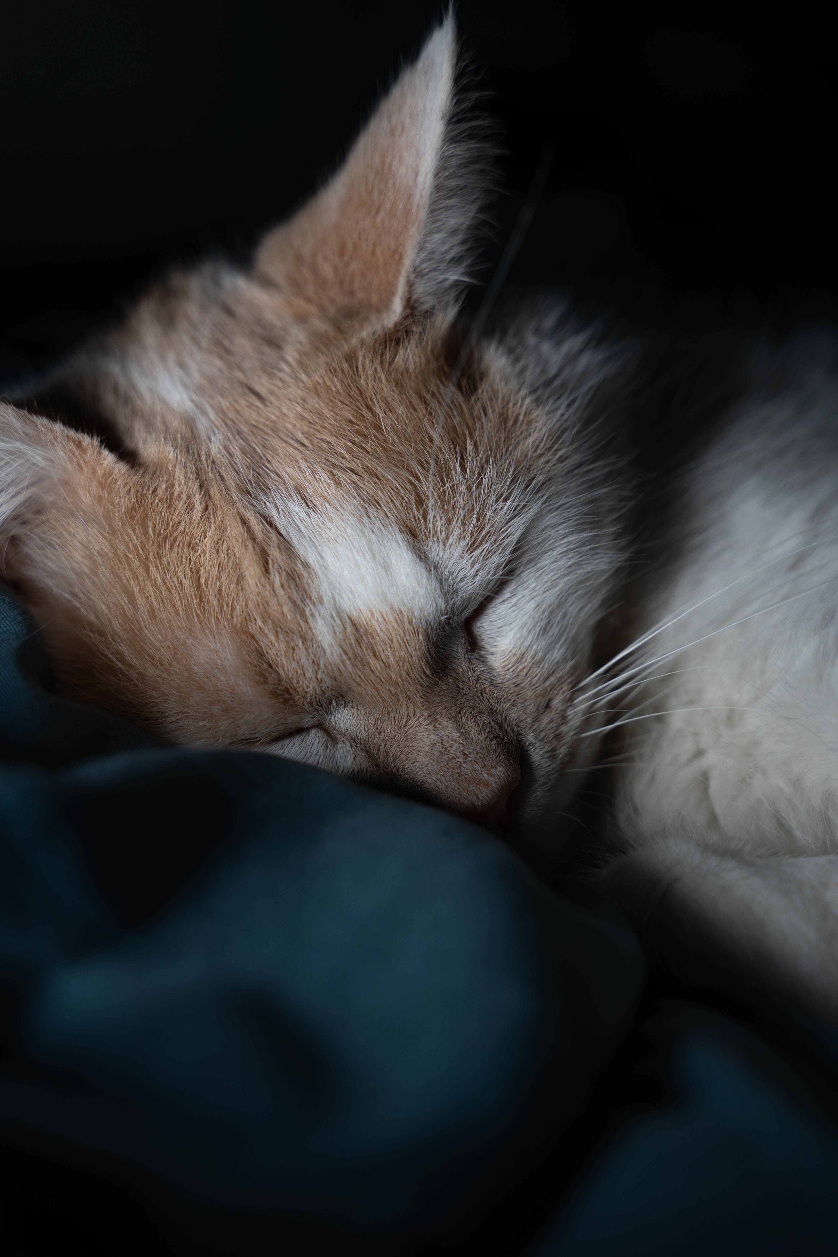 Serene Sleeping Cat Portrait in Soft Lighting · Free Stock Photo