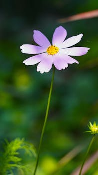 Vibrant pink cosmos flower blooming against lush green background, captured outdoors.