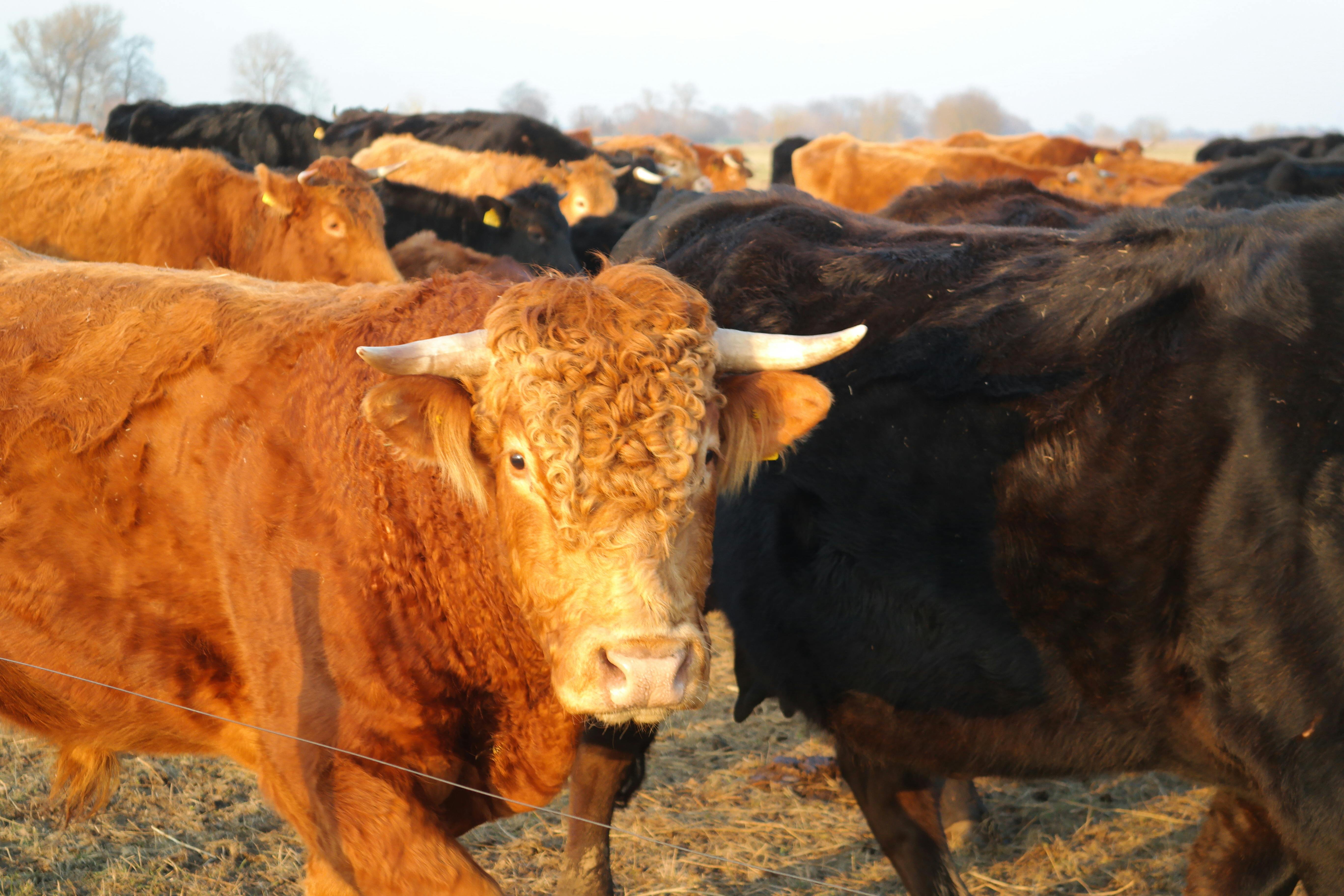 Gratuit Samsung Scc Photos