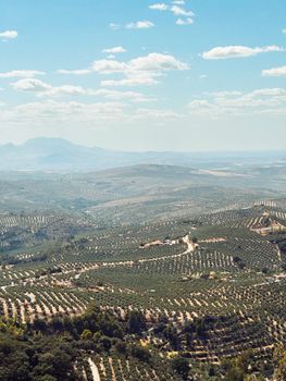 A panoramic view of olive groves stretching across rolling hills under a bright blue sky.