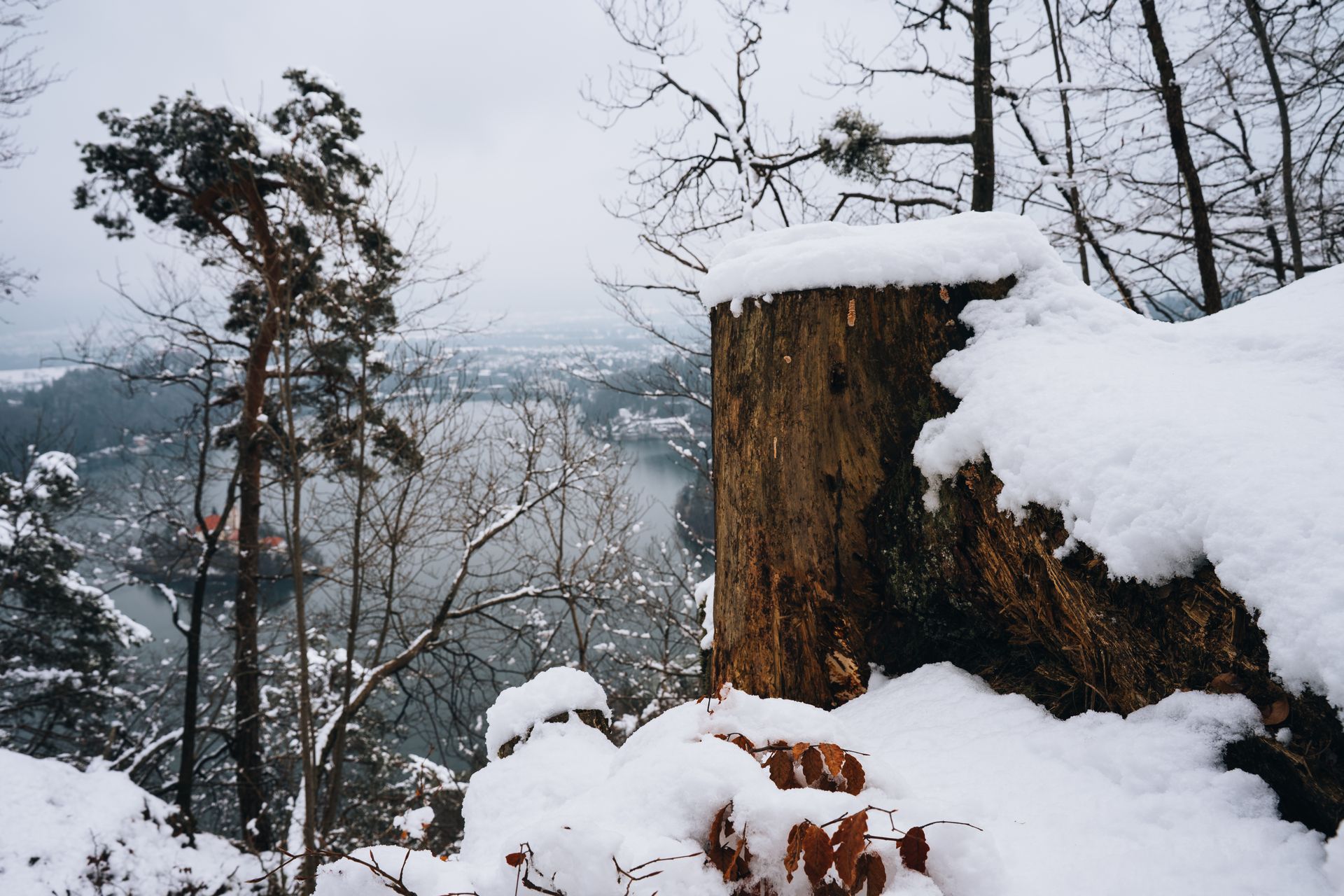 Snow-covered forest overlooking Lake Bled, Slovenia, in serene winter setting.