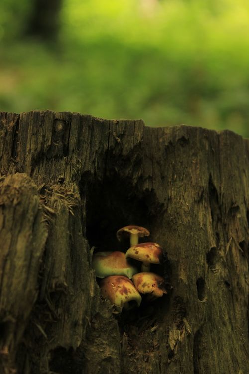 Free Brown mushrooms growing inside a tree stump with a lush green background in Bolu, Türkiye. Stock Photo
