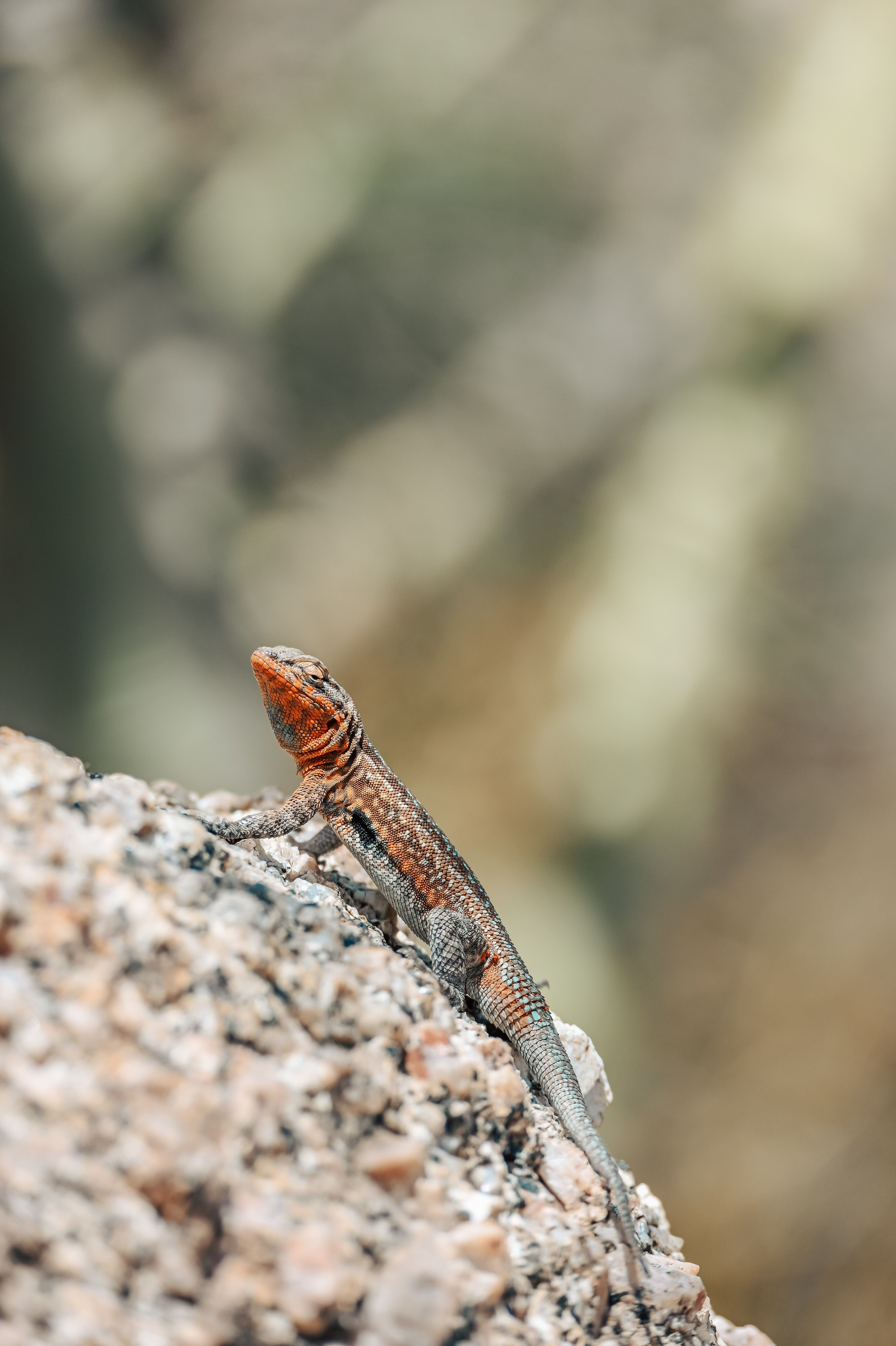 Close-up of Colorful Rock Lizard on Stone · Free Stock Photo