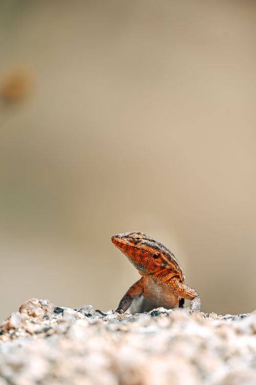 Free Close-up of a colorful lizard basking on rocks, displaying vivid orange hues in its natural habitat. Stock Photo