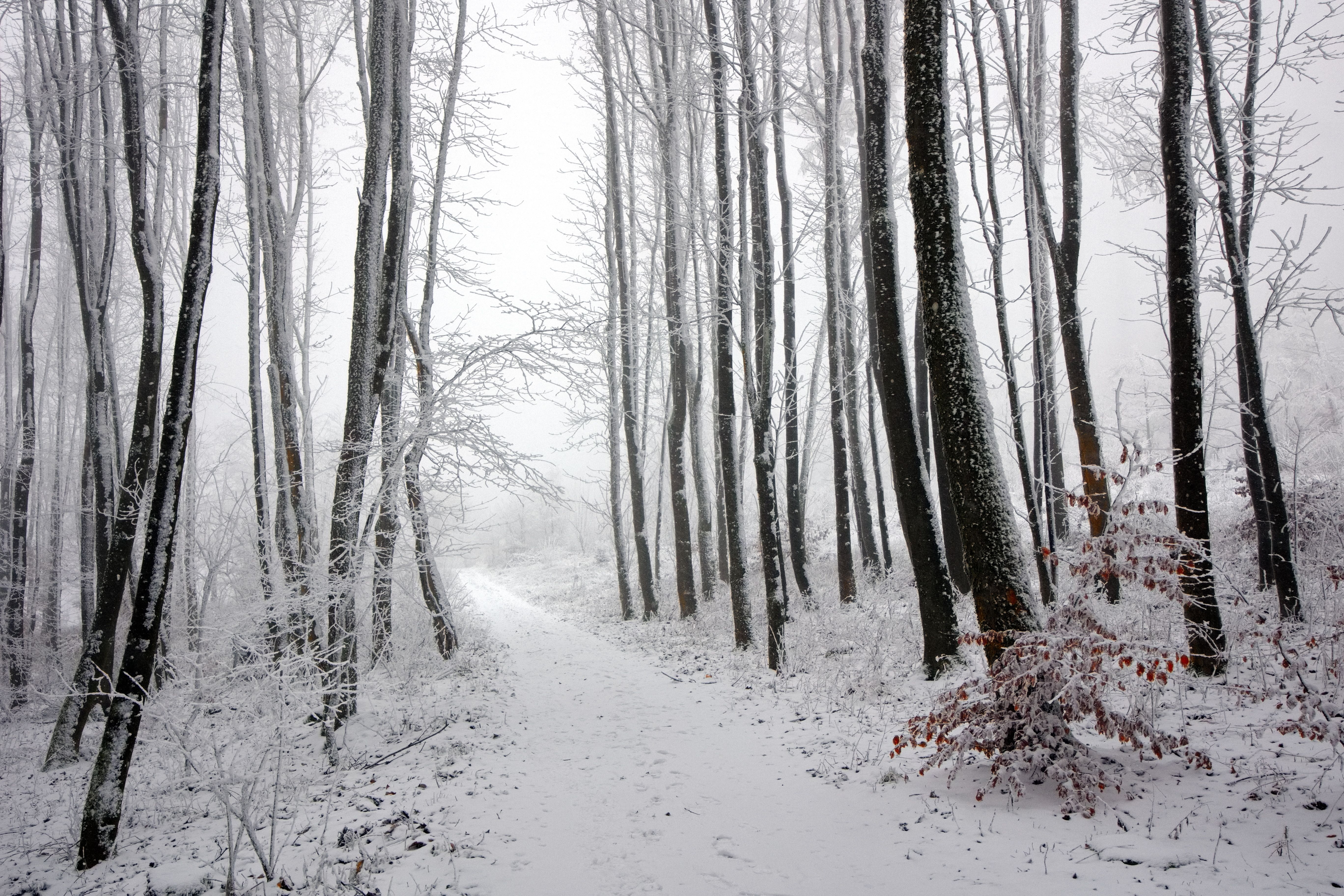 Serene Winter Forest Path with Snow-Covered Trees · Free Stock Photo