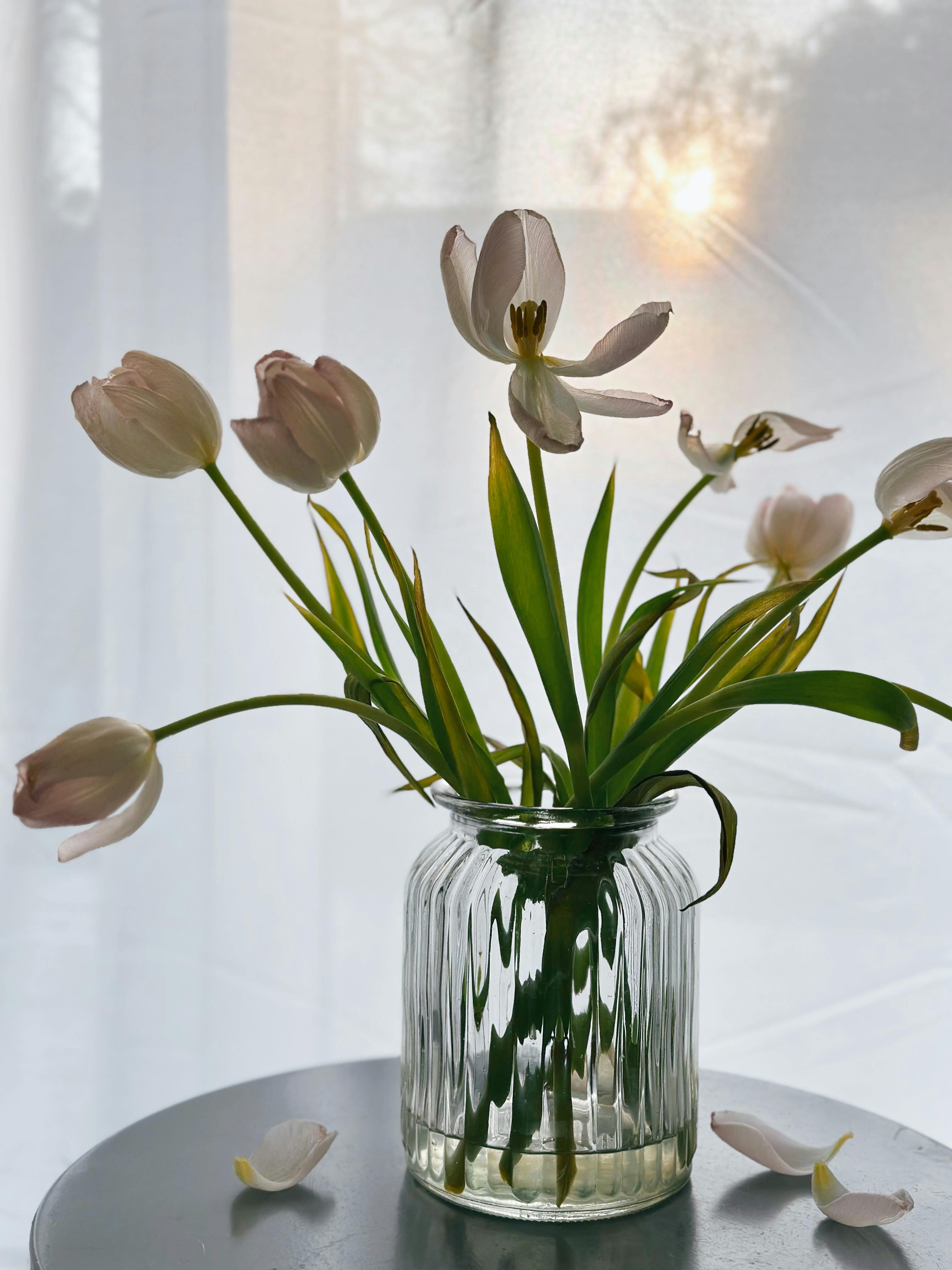 A bouquet of white tulips in a glass vase under gentle daylight, perfect for serene decor.