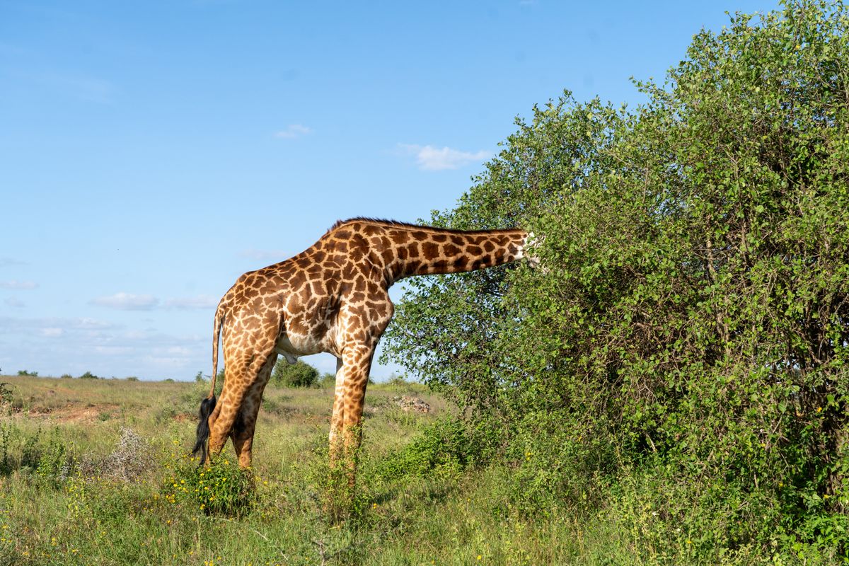 A giraffe feeding on acacia leaves in Kenya
