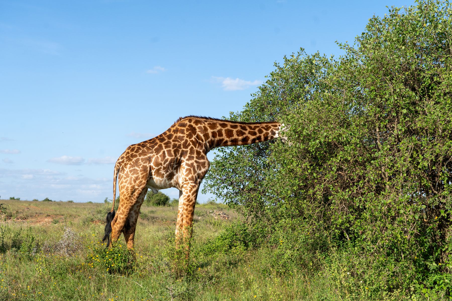 Family Days in Nairobi: Planning Ahead for a Nanyuki Side Trip