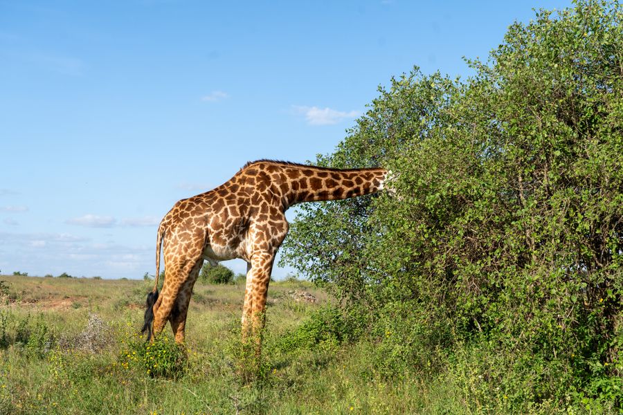 Giraffe grazing in Nairobi National Park with the city skyline in the background