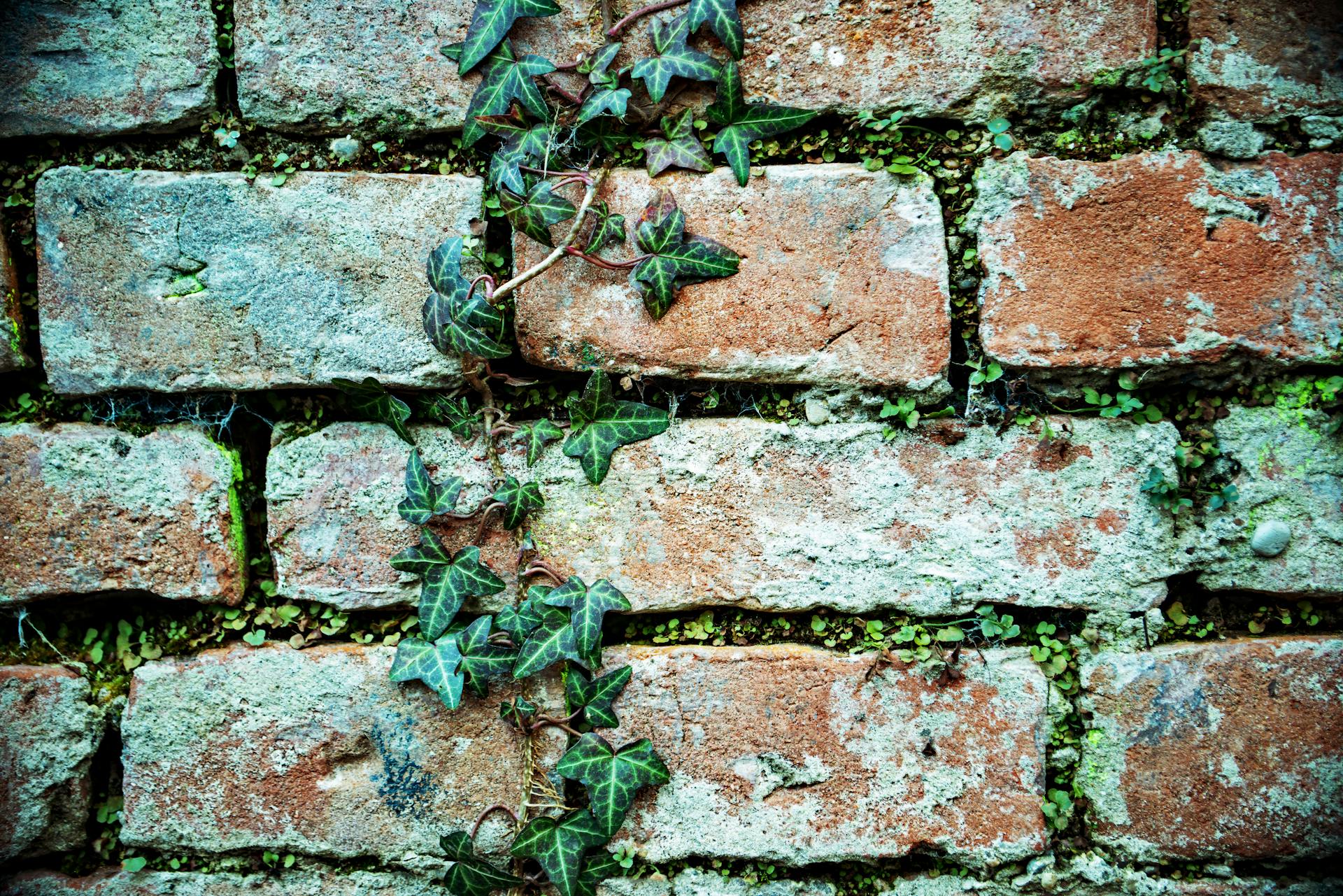 Close-up of ivy growing on an aged brick wall, showcasing nature's resilience.