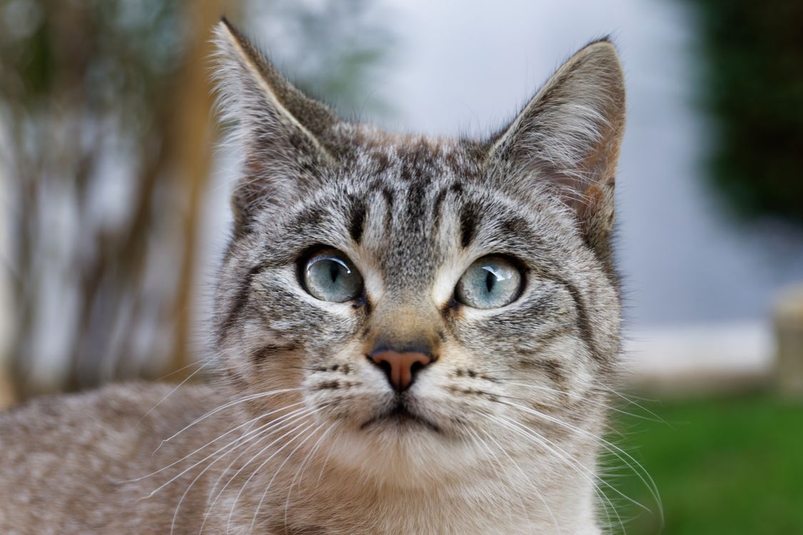 Close up Portrait Of A Blue Eyed Tabby Cat Free Stock Photo close-up-portrait-of-a-blue-eyed-tabby-cat-free-stock-photo
