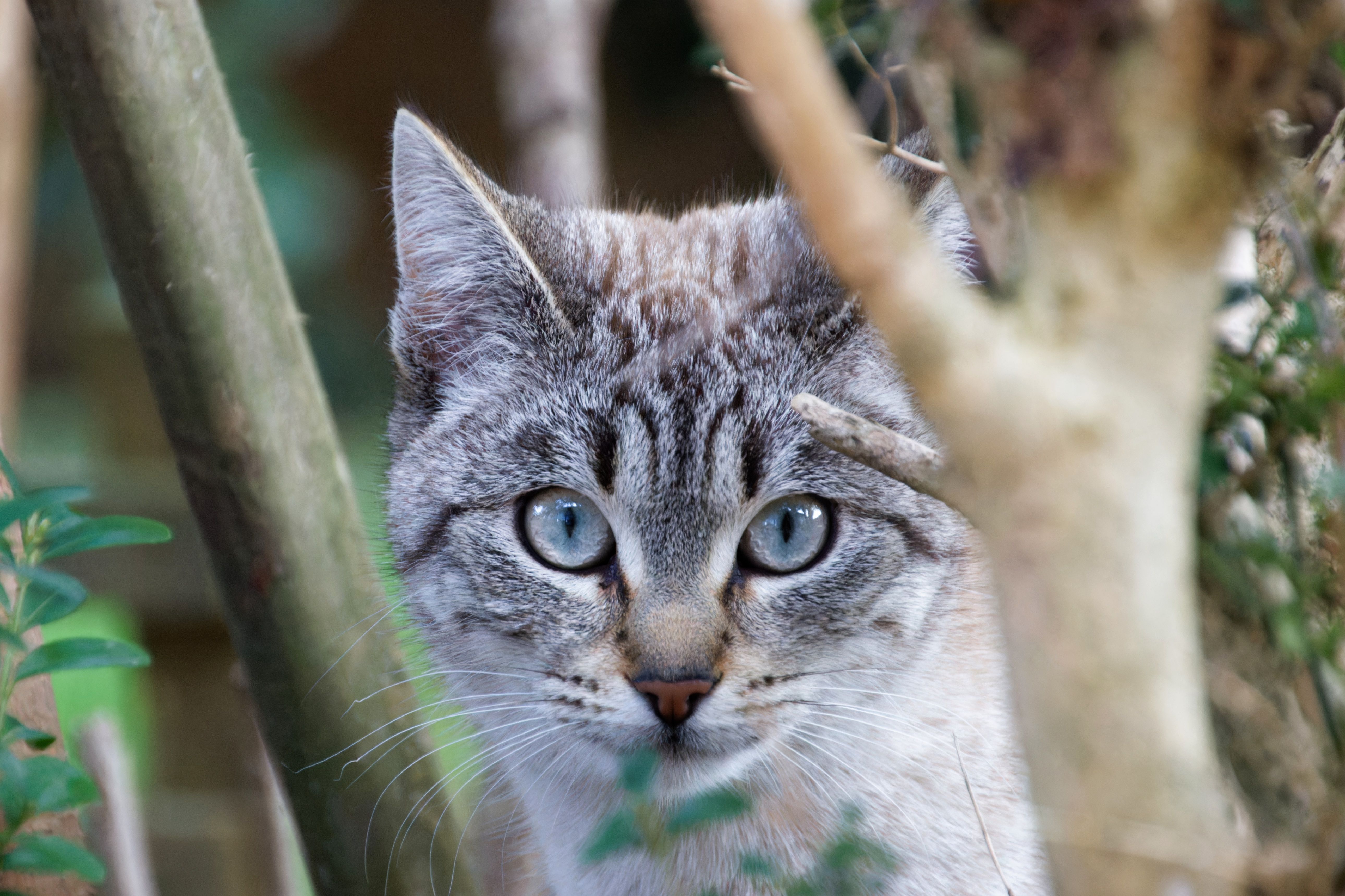 Pet Safety Alert: Hidden Dangers of Foxtails and Burrs Explained - The National Law Review — Photo by Fred Augé on Pexels