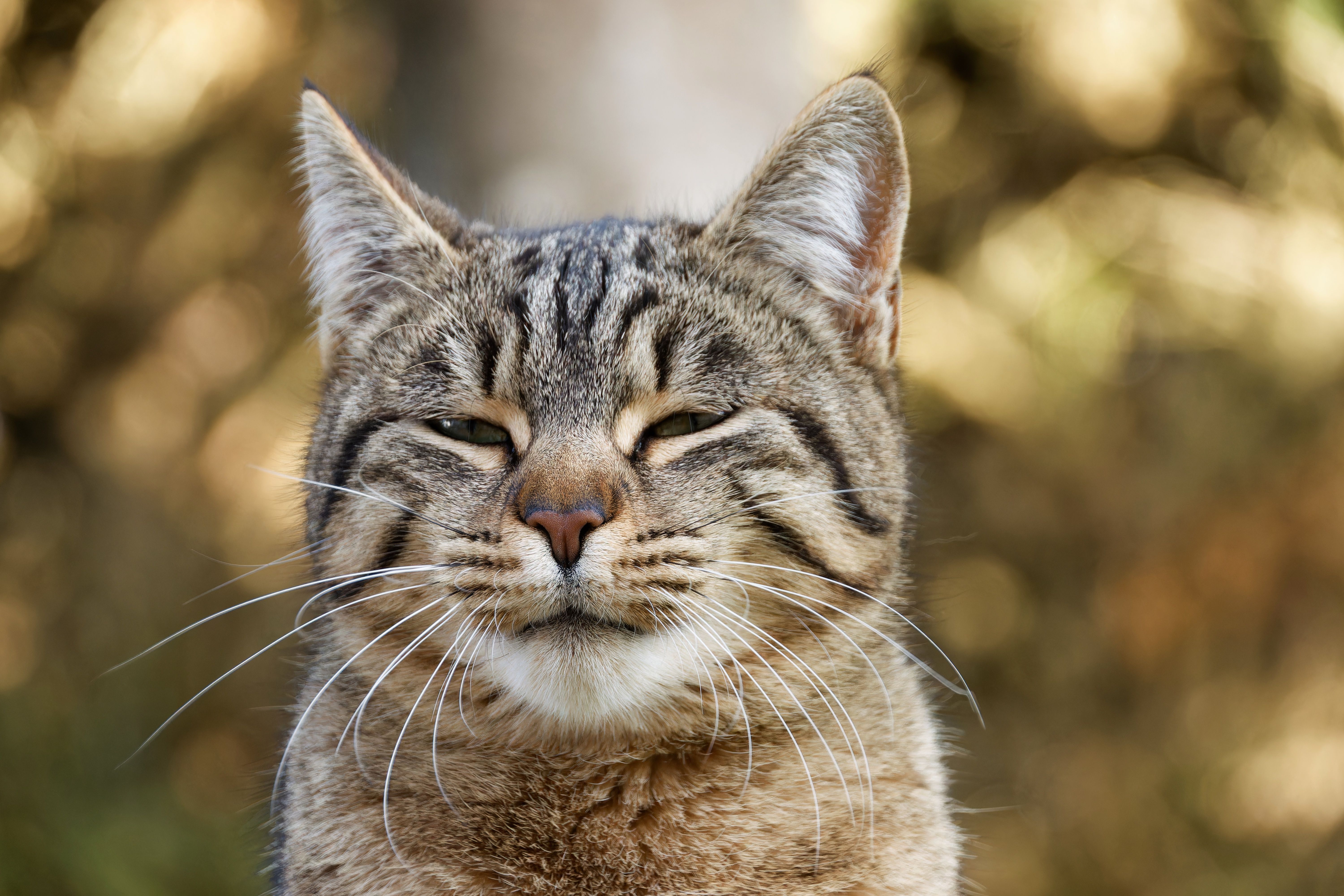 Closeup Portrait of a Relaxed Tabby Cat Outdoors · Free Stock Photo