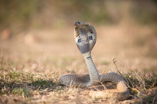 Free A striking portrait of an Indian cobra in an alert pose in its natural habitat, showcasing its distinctive hood. Stock Photo