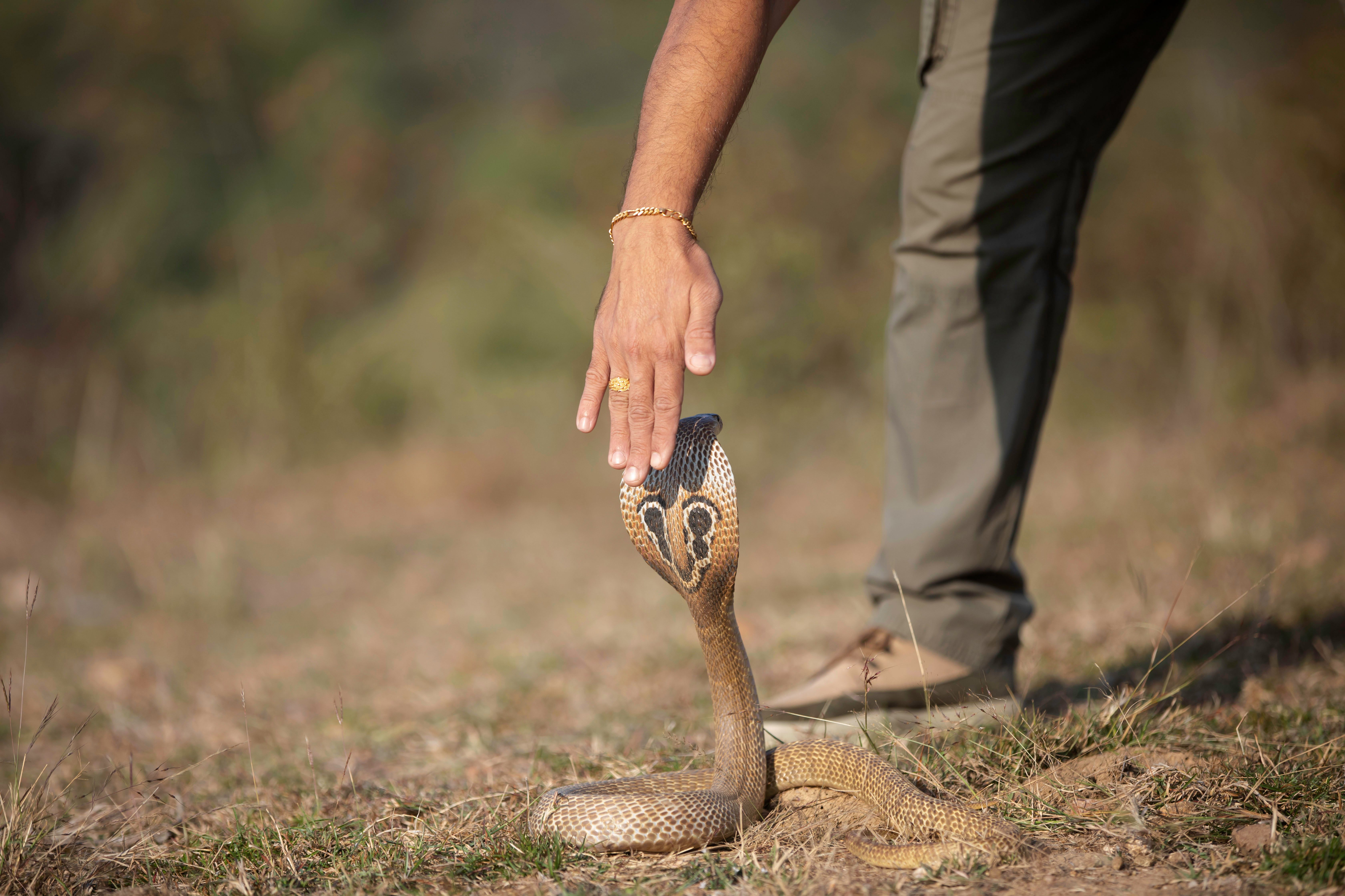 A human hand cautiously approaches a cobra in a natural outdoor setting.