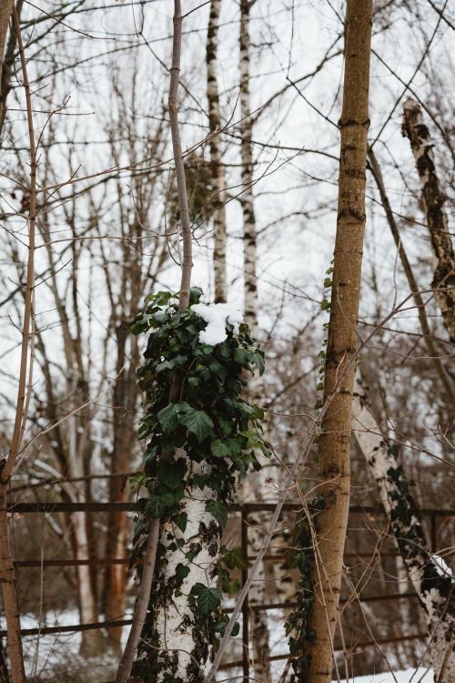 Free Winter scene with snow on ivy-covered birch trees in Berlin park. Natural and serene outdoor setting. Stock Photo