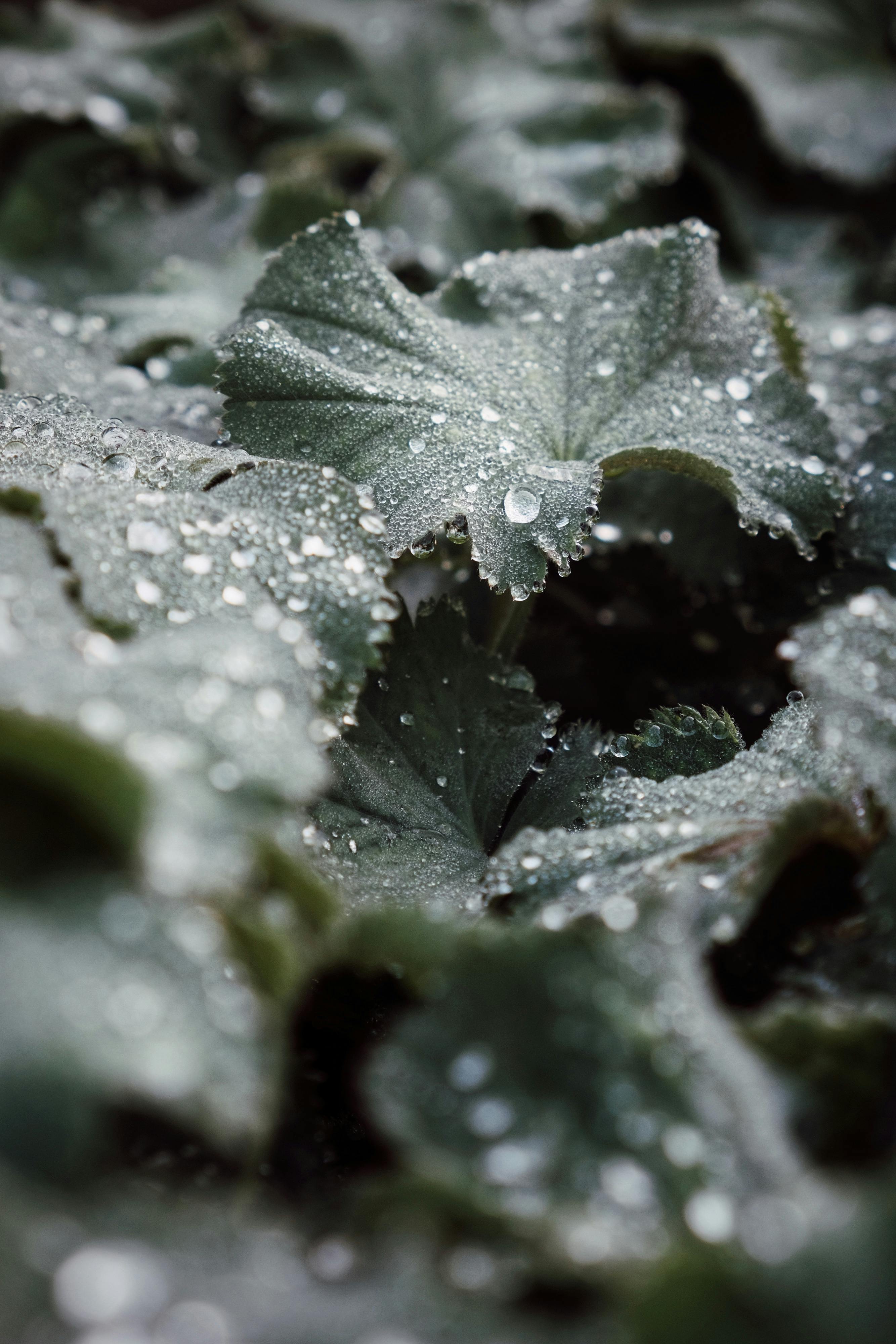 Photograph of dew-covered green leaves showcasing nature's details.