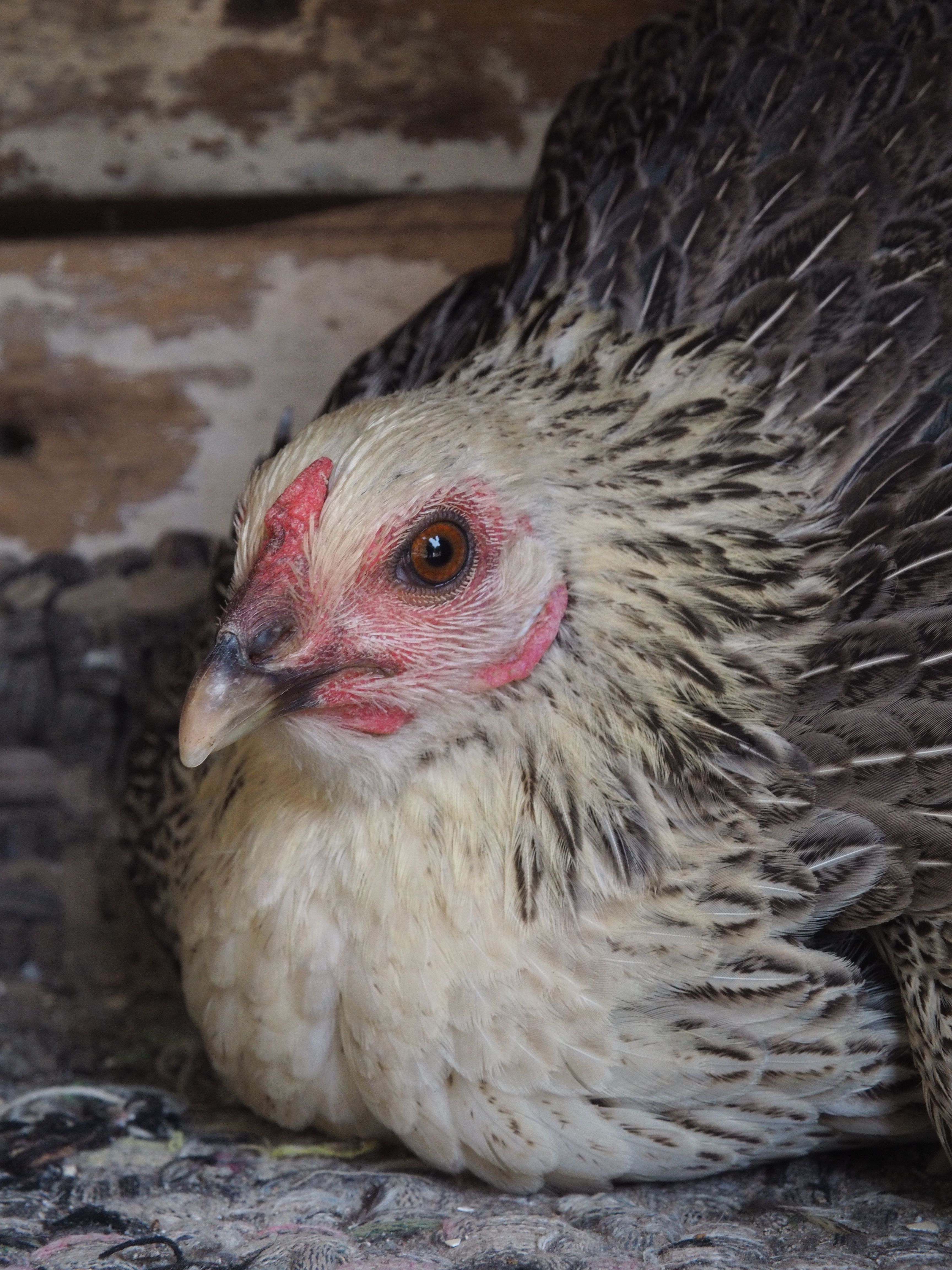 A detailed close-up of a hen resting inside a rustic coop.