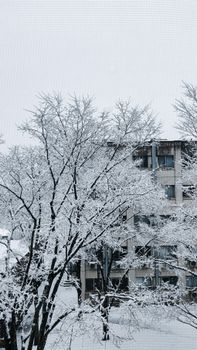 A tranquil urban scene with snow-covered trees and a building in winter.