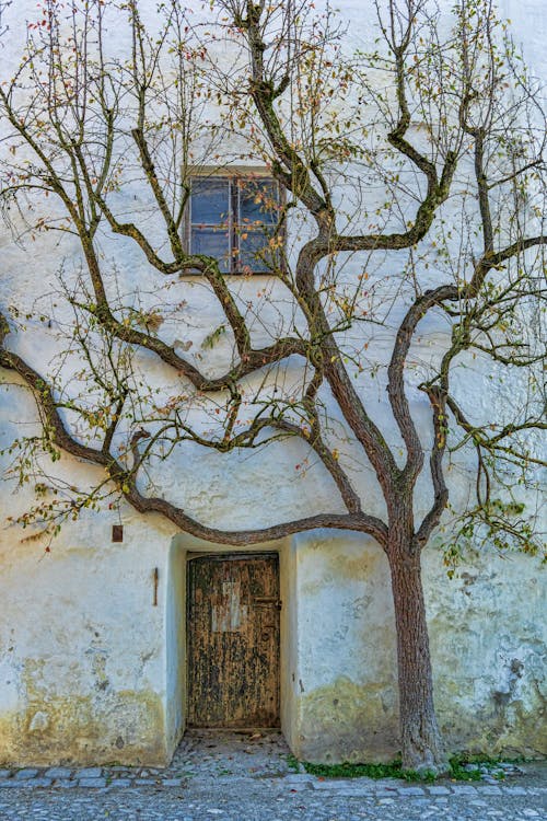 Foto d'estoc gratuïta de a l'aire lliure, abandonat, arbre