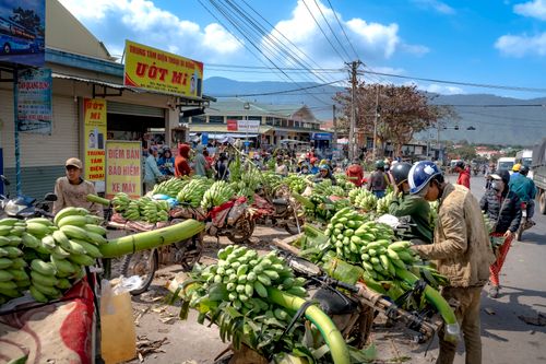 Free Vibrant scene of a Vietnamese street market with vendors selling bananas on motorcycles. Stock Photo