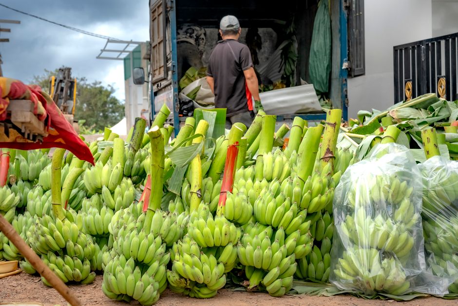 Customs Documentation for Fresh Produce Imports to Europe
