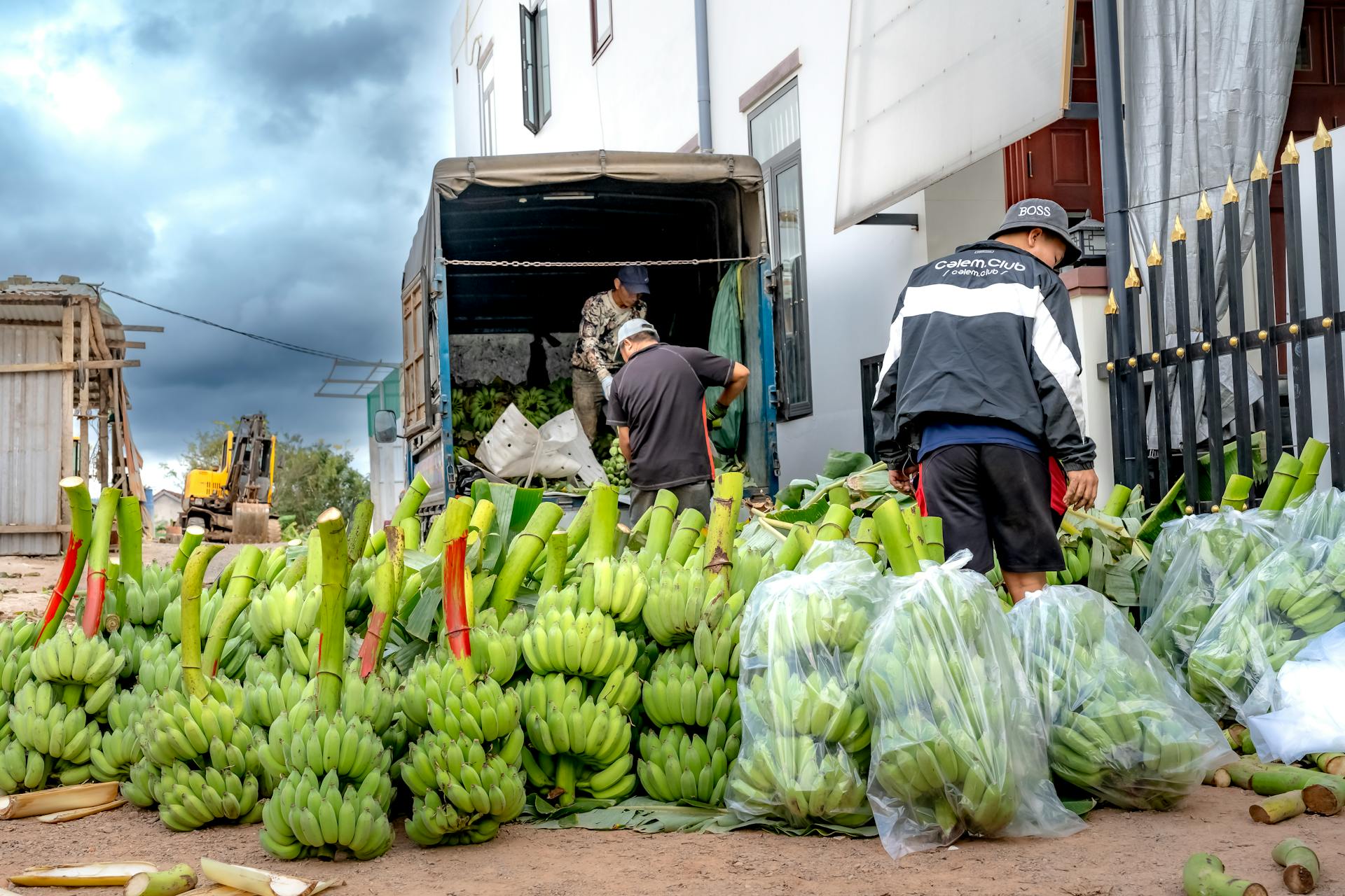 Workers organize and load green bananas onto a truck in an outdoor market setting.