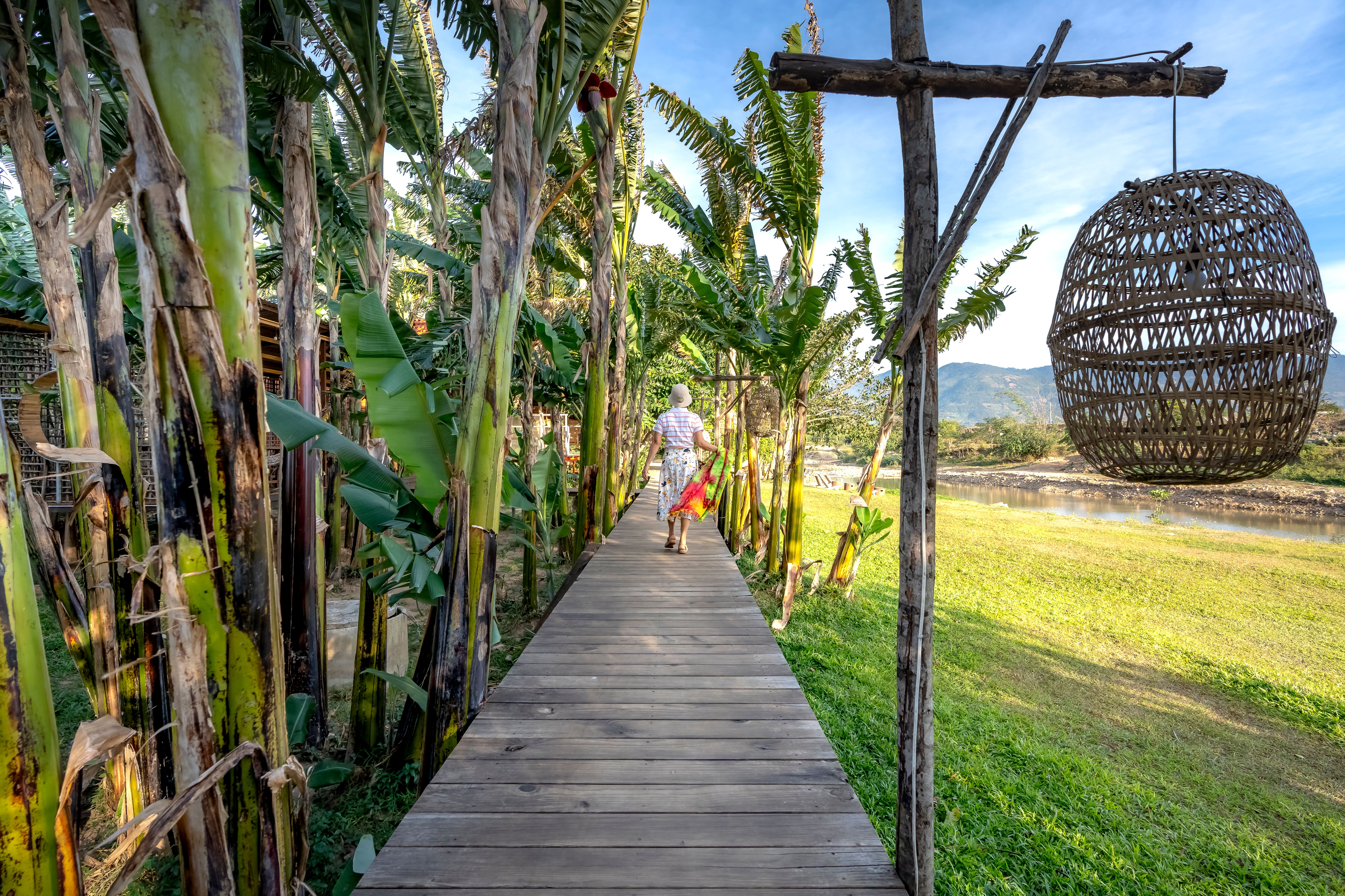 Idyllic Walkway Through Lush Banana Grove · Free Stock Photo