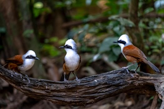 bird photo