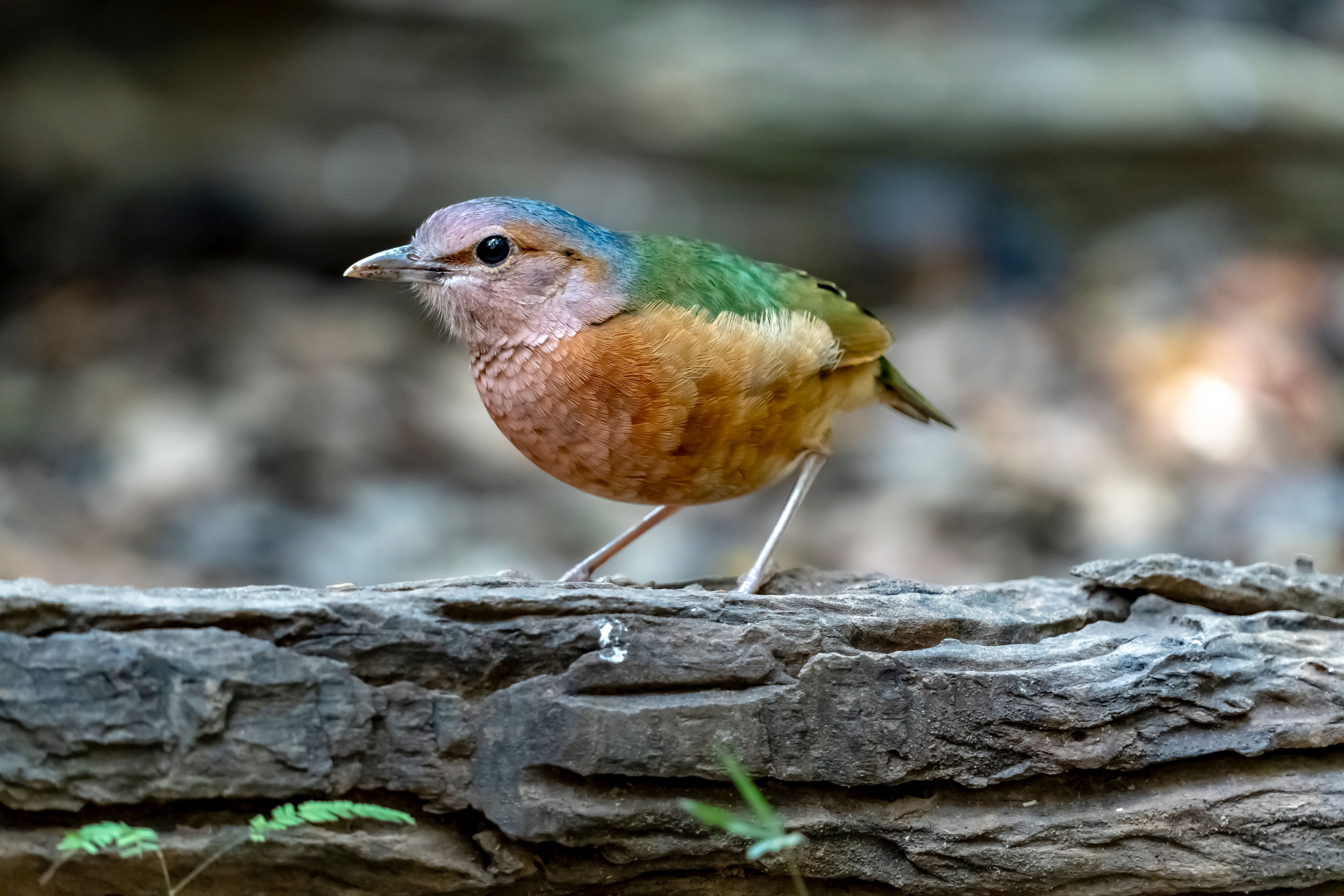 Foto: Quang Nguyen Vinh / Pexels