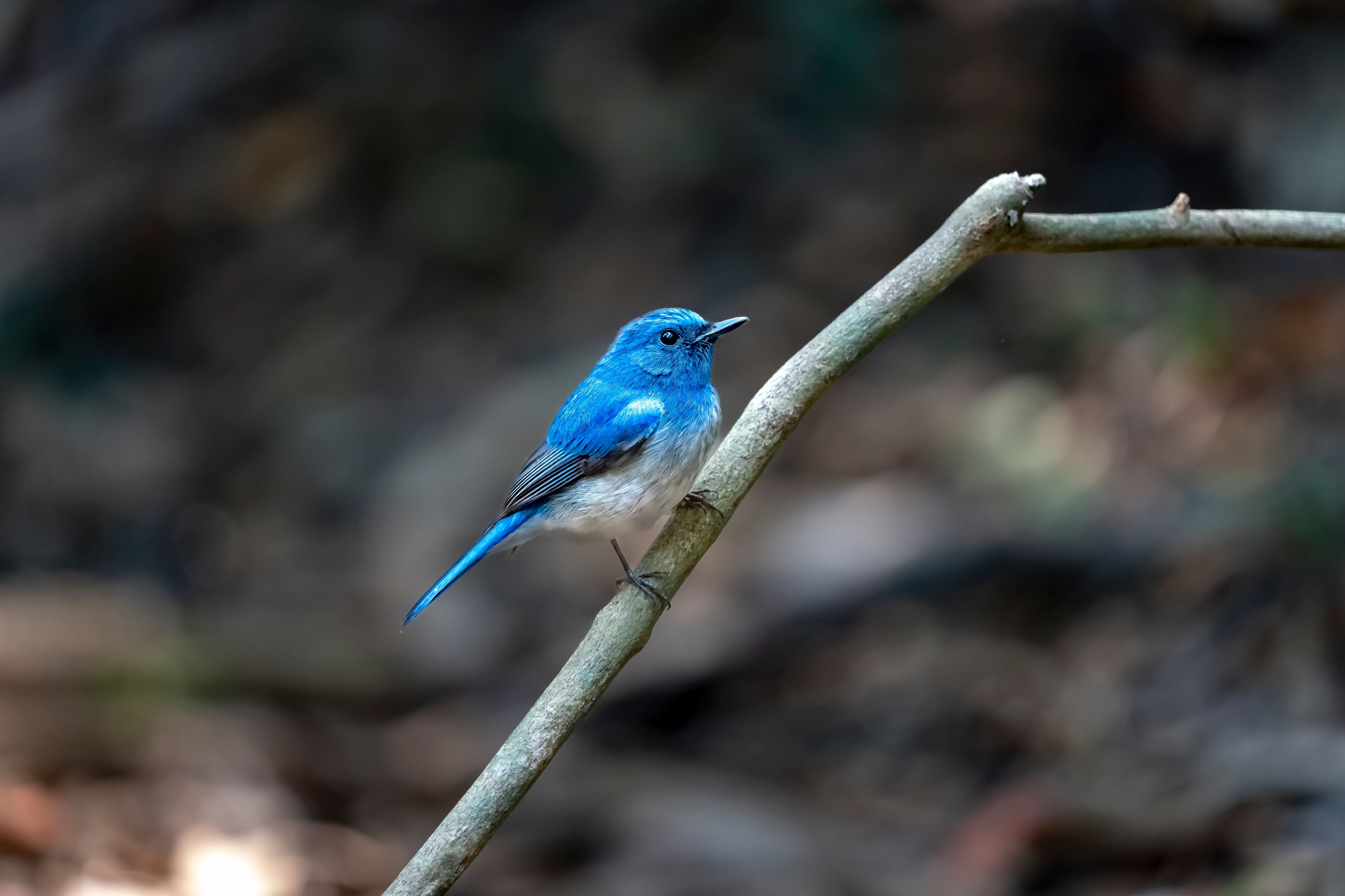Vibrant Blue Bird Perched on Branch in Forest · Free Stock Photo
