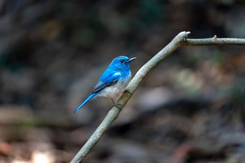 Free Bright blue bird perched on branch in natural forest setting. Stock Photo