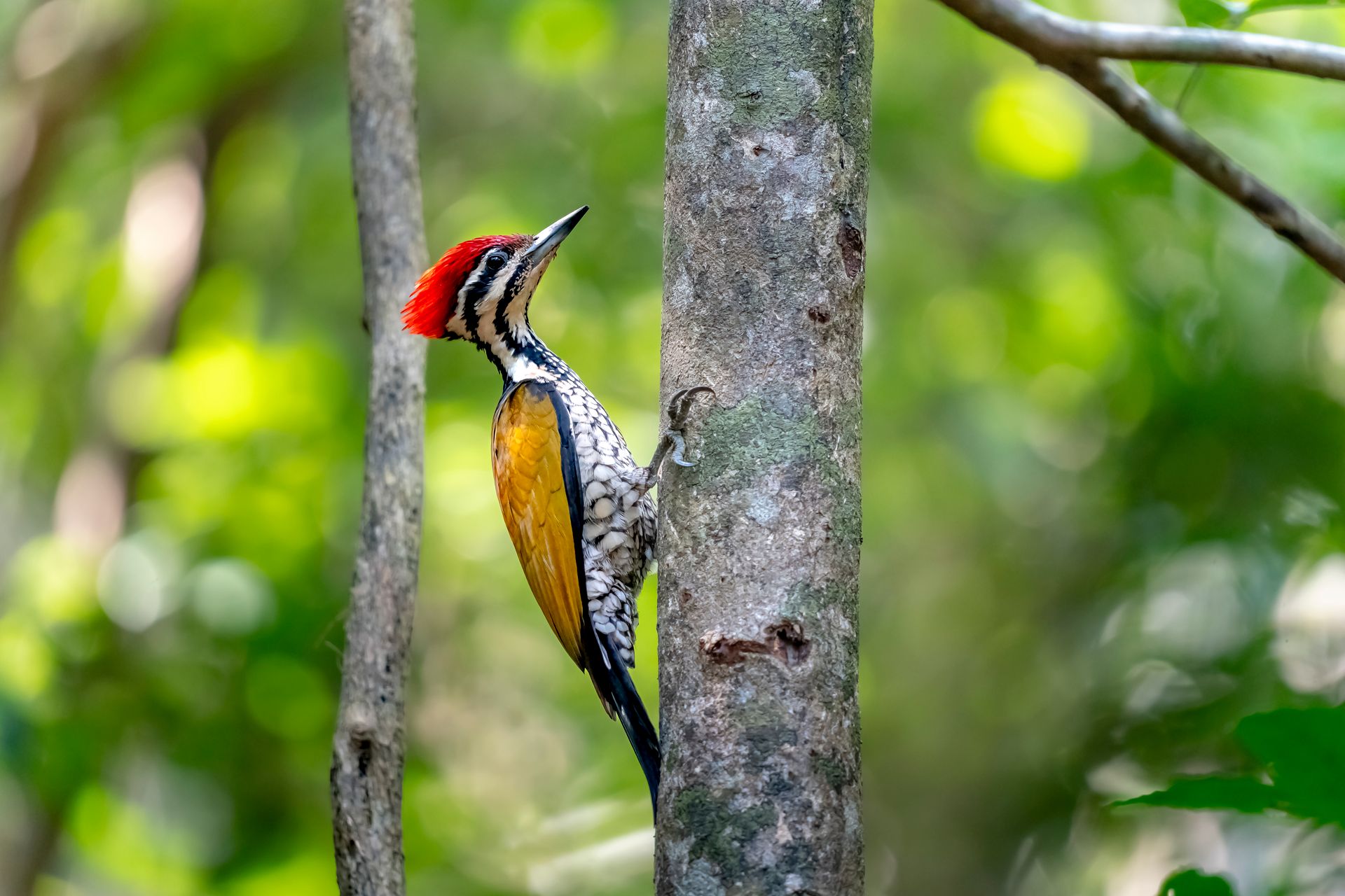 A striking red-headed woodpecker climbs a tree in a lush green forest.
