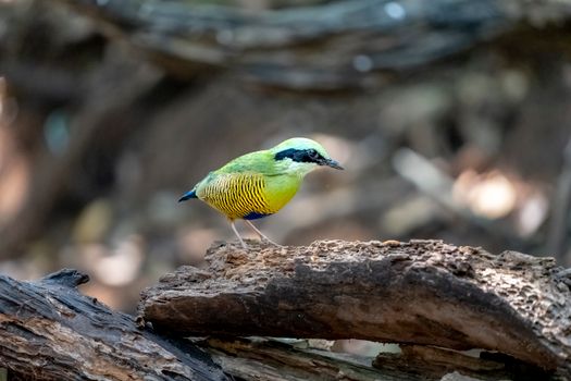 bird photo