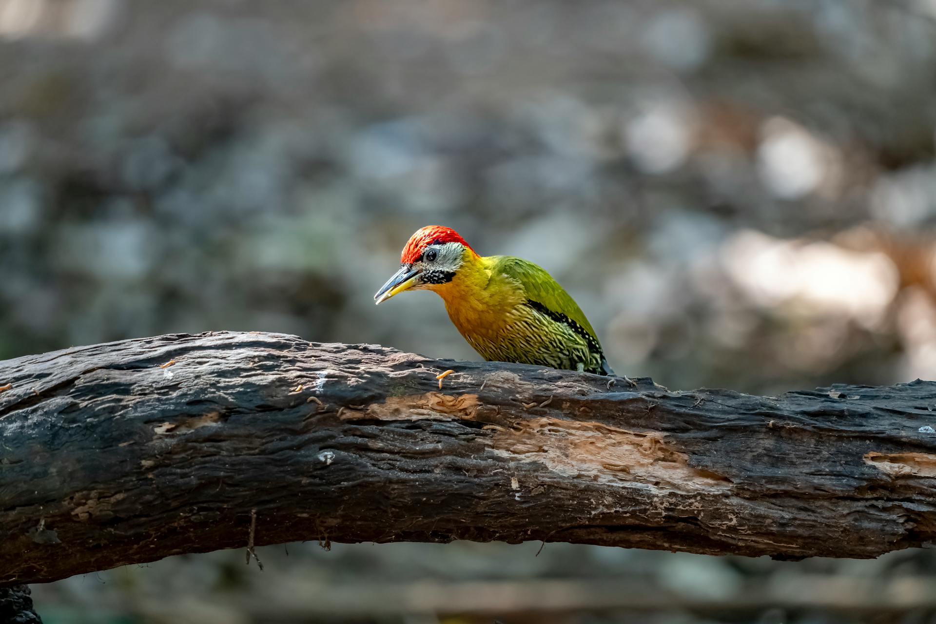 Brightly colored woodpecker perched on a fallen tree branch in a natural setting.