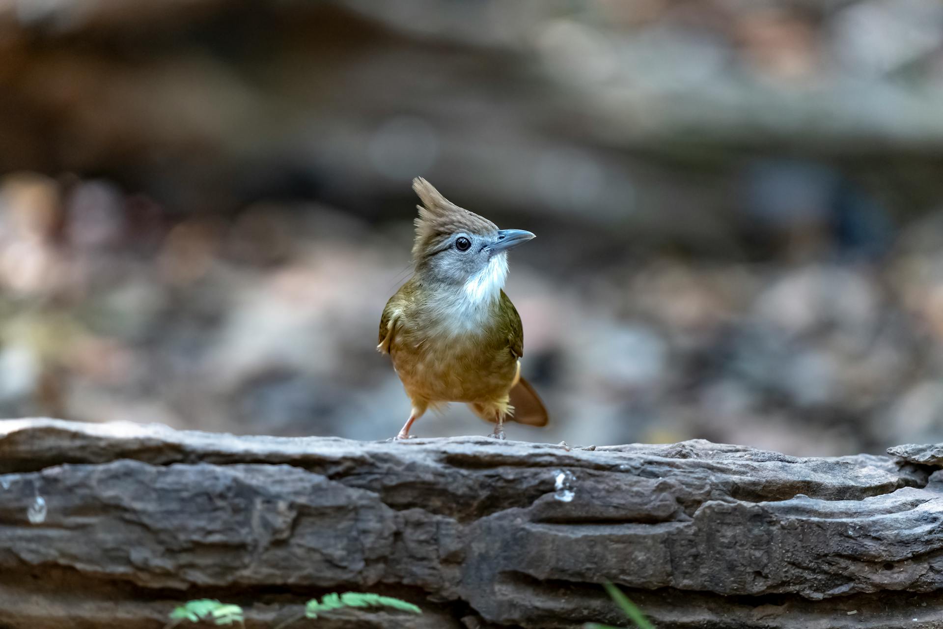 A small bird perched on a forest log, showcasing natural beauty and wildlife in a serene setting.