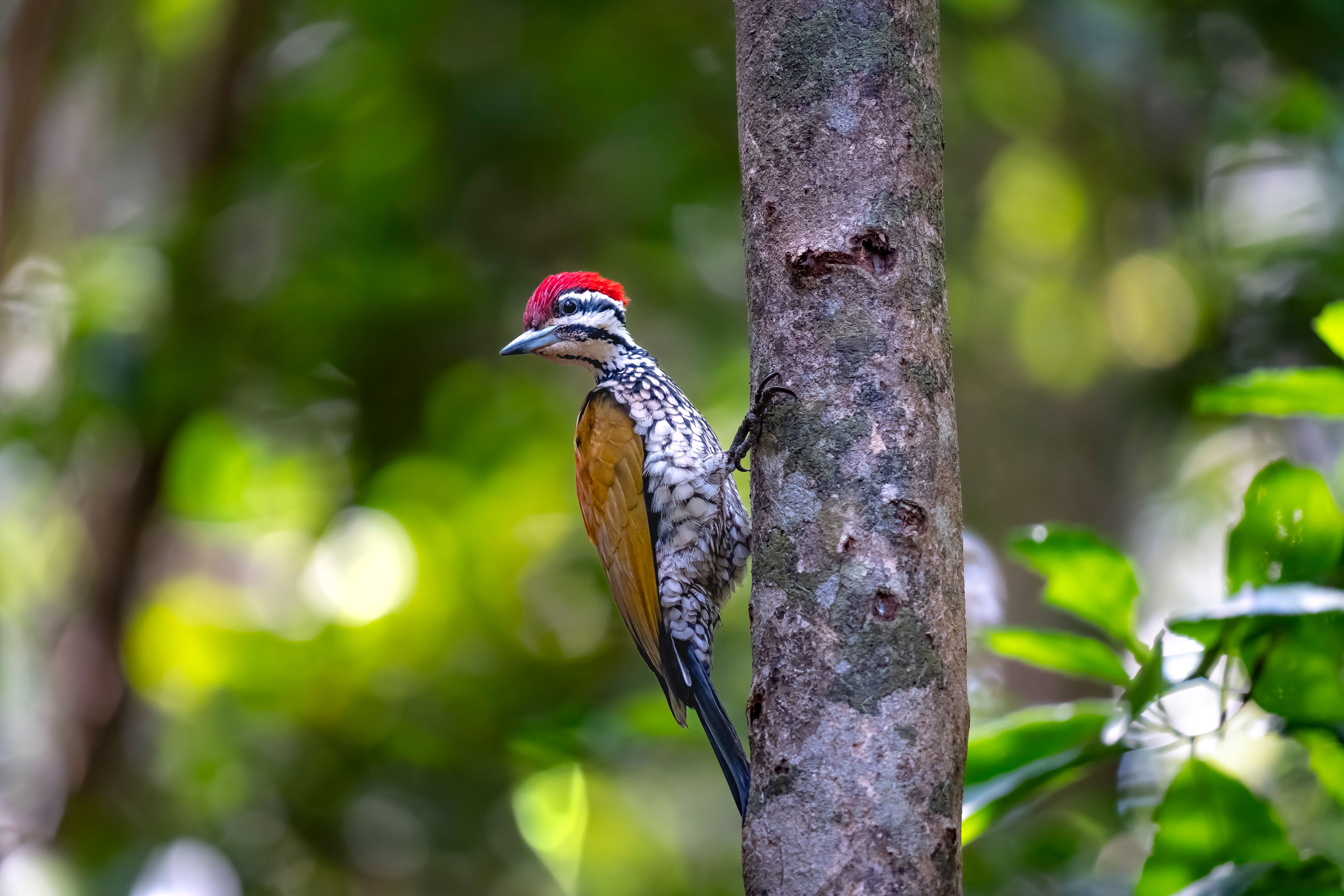 Tropical Bird Habitat Design Reference: Tropical Bird Habitat Photos Download The Best Free Tropical Bird