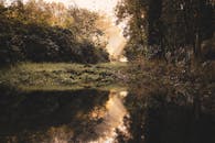 薄雾笼罩的宁静森林，在日出时分映照着金色的光芒，捕捉了大自然的静谧之美