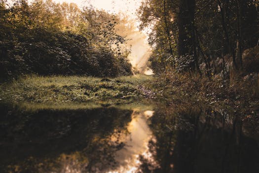 薄雾笼罩的宁静森林，在日出时分映照着金色的光芒，捕捉了大自然的静谧之美