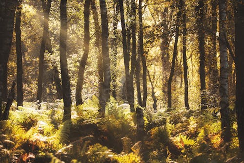 Ingyenes stockfotó erdő, faágak, fák témában Stockfotó