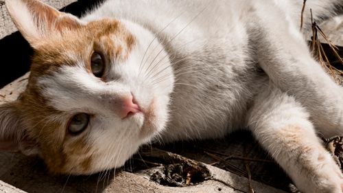 Free Adorable cat with ginger and white fur lounging on wood panels in sunlight. Stock Photo
