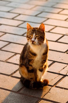 A cozy striped cat sits on a sunlit brick pathway, enjoying the warm glow of sunset.