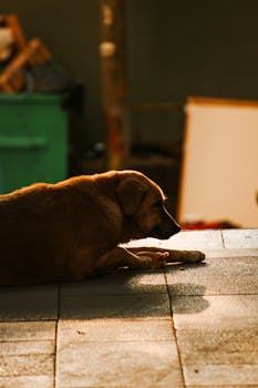 A tranquil dog basks in the warm glow of sunset on a city sidewalk.